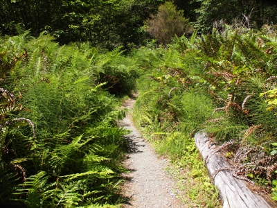 [A narrow pea-gravel path is partially covered with ferns growing several feet in the air. This area is in a clearing so it is lit by the sun.]